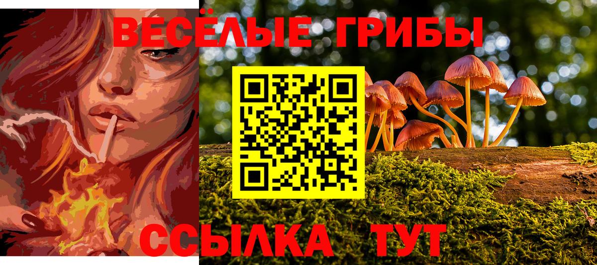 Псилоцибиновые грибы Psilocybe  Вход с VPN  Балтийск  Псилоцибиновые грибы Cubensis 